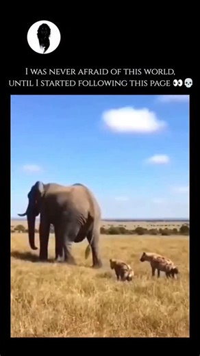 WeirdlyWild on Instagram: "Elephants are the world's largest land animals, known for their remarkable intelligence, complex social structures, and unique physical characteristics. There are three distinct species: the African savanna elephant, the African forest elephant, and the Asian elephant. Beyond their massive size, elephants are most recognizable by their long trunks, which are highly versatile appendages used for breathing, smelling, drinking, and grasping objects with incredible precisi