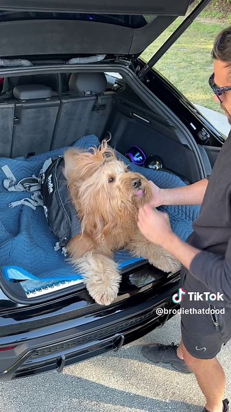 Adventures with Brodie the Goldendoodle