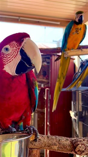 I love how they hold their treats ❤️ #love #cute #fun #bestlife #macaw #macaws #parrots #parrotlife #macawlife #birdstagram #colour #petsofinstagram #adorable #happy #goldcoast #red #blue #gold #blueandgoldmacaw #macawsofinstagram #macawlover #parrot #birds #bird #birdsofinstagram #birdstagram #instagram #outdoors | Ivy Macaw