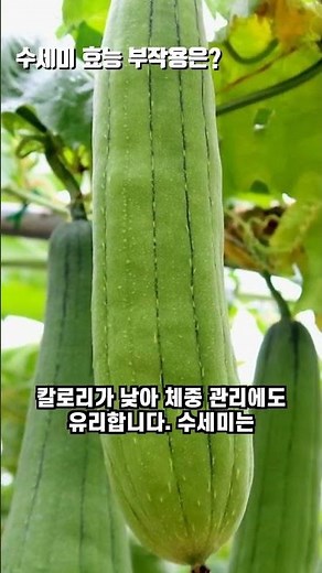 자연에서 얻는 건강 식재료, 수세미 효능 총정리
