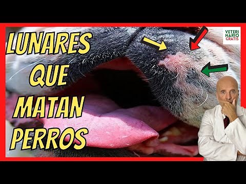 🆘 MOLES (STAINS) IN DOGS 🆘 WHEN SHOULD I WORRY?
