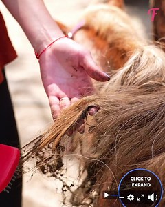 493K views · 553 reactions | A girl transforms a pony from dirty to clean and beautiful | Fabiosa UK | Facebook