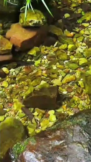 Hidden Jungle Stream Sounds for Deep Sleep 💧 #NatureSounds #SleepAid