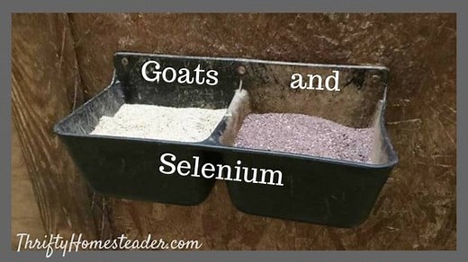 Goats and Selenium Deficiency