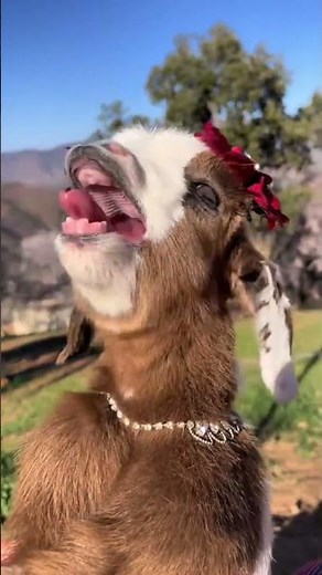 Why do baby goats sound exactly like screaming toddlers