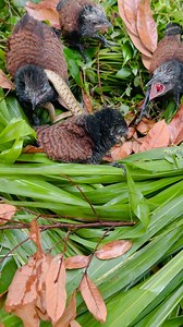 anime word | Animal WORLD