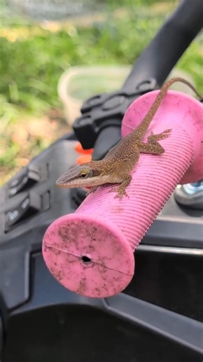 Garden Visitors: Lizards & a Toad (Plus a Curious Chicken!) | Backyard Nature 🌿
