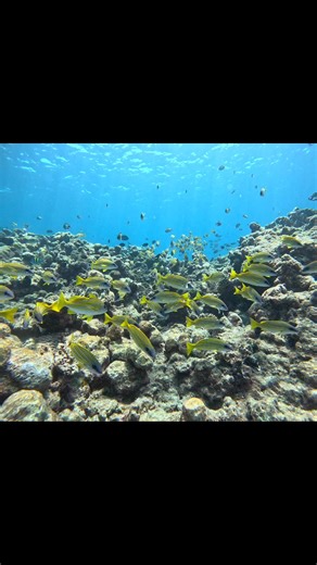 A school of blue striped snapper (Lutjanus Kashmirs). Often seen hanging out close to the safety of the reef, these little guys can grow up to 40cm and are very similar looking to their cousin the five line snapper. 🎥 @pindansun. #rowleyshoals #marinepark #diving #scuba #scubadiving #corals #fish #reef #freediving #marinelife #rowleyshoalsmarinepark #seeaustralia #justanotherdayinWA #thedreamstate #tourisimwa #australiasnorthwest #coralreefs #liveaboard #beautiful #magic #snapper | Odyssey Expe