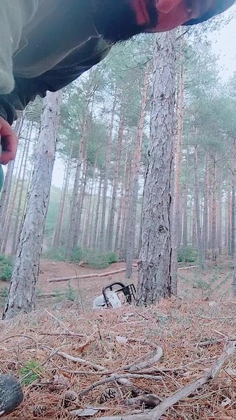Cutting Pine Trees: Precision Techniques with Chainsaw