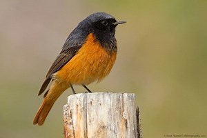 Black redstart - Alchetron, The Free Social Encyclopedia
