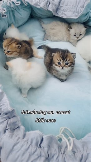 Pretty Precious Persians on Instagram: "Introducing our newest litter of kittens 😸 I have 5 Himalayans and and two golden chinchillas born 3 days apart along with 5 silver and golden chinchillas dollface persian kittens who are only 2 weeks old 😀 I will be reaching put to everyone today and tomorrow on the waiting lists 🥰#kittensofinstagram #dollfacepersiankittens #cutekittens #persiankittens #catsofinstagram"