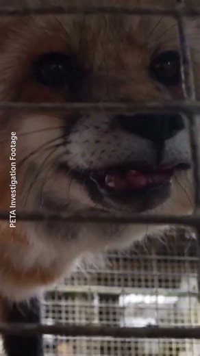 There’s no end to his suffering 💔 Animals in the fur industry are given no consideration whatsoever