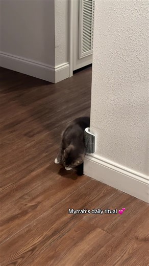 Myrrah’s Daily Cat Ritual: A Heartwarming Routine