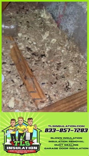 Rodent Infestation Revealed: Insulation Inspection in Dunedin, FL!