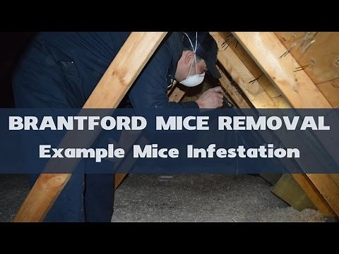 Example Mice Infestation in Attic - Brantford Mice Removal