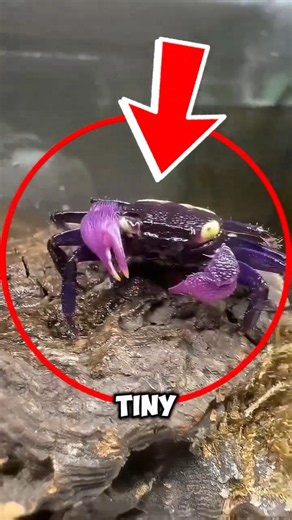 The Weirdest Little Crab You'll See Today 😳