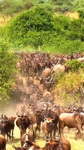 Animal's Flock ‎| Short | Universe and Nature