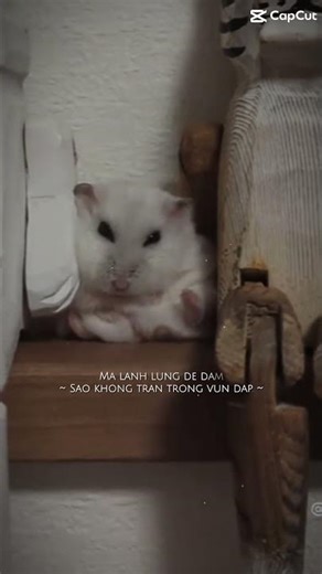 chuột hamster luôn yêu các bạn nha #hamster #chuot #chuothamster #xuhuong #pet #thucung #petshop