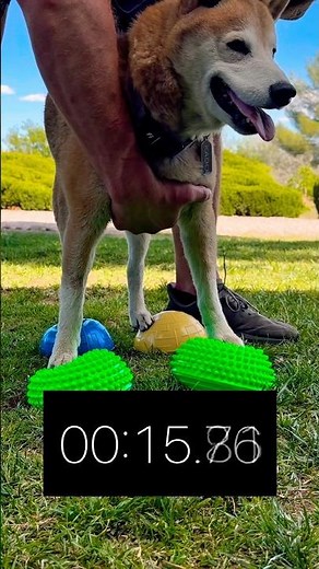 Most Neuro-Intense Balance Training for Dogs | Prevent CCL Tears