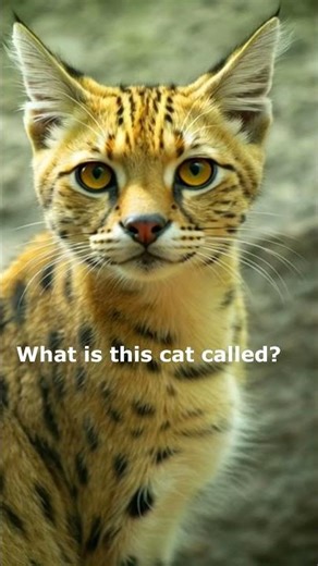 What’s This Wild Cat Called? 🐆 Fierce Leopard Cat Staring at the Camera | Wild Animal Shorts