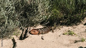 Close-up view of a Western Bobtail lizard (Tiliqua rugosa rugosa) basks on sun-drenched yellow sand of an Australian beach