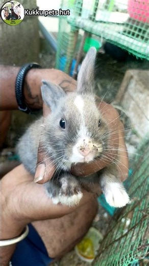 இவனுக்கு உடம்பு சரி இல்லை 🙁 #birds #homingpigeons #pigeon