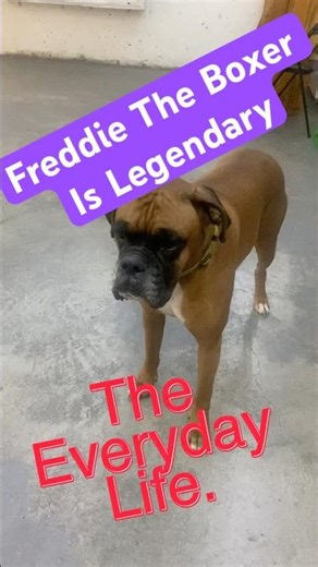 Legendary ?? #dog #boxerdog