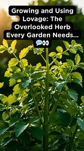 Growing and Using Lovage: The Overlooked Herb Every Garden Needs... 💬👀 | Beautiful Home & Garden Ideas