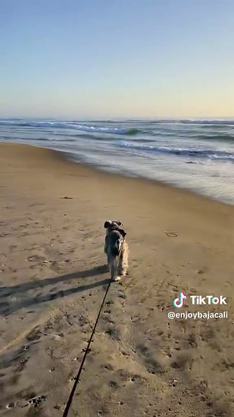 Clam Beach Campground - Rosarito⛱️ Un lugar agradable para pasar un día en la playa cerca en Rosarito. 🏖️ Es pet friendly, ademas tiene baños y regaderas. Solo tienes que pagar una cuota por carro. 🚙 ¡ Muy recomendado !✨ . Créditos / @nid.osuna ¡Gracias por compartir! . #enjoyrosarito #baja #rosaritobeach #rvcamping #dogbeach #summer #bajabeaches #grillingonthebeach #share .