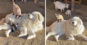 Guard Dog Succumbs To His New Life As A Baby Goat Playground