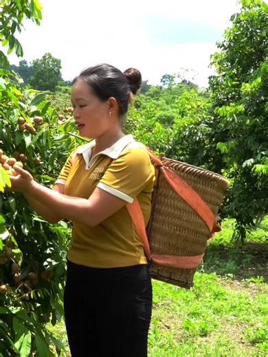 Build and Sell Your Own Harvesting Pet Cages