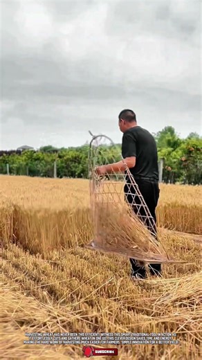 Ingenious Traditional Agricultural Tool Designed for Efficient Wheat Harvesting
