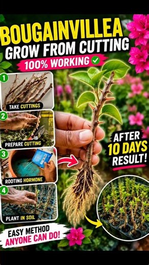 How To Grow Bougainvillea From Cuttings | 100% Success Method