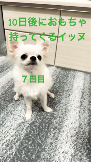 10日後におもちゃ持ってくる犬🐶7日目#犬 #いぬ #イヌ #かわいい #チワワ #いぬのいる生活 #トレーニング #dog #cute