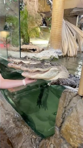 Giving these boys chin scratches for years 🐊
