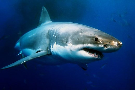 How 1916's Matawan Man-Eater Made Us Afraid of Sharks Today