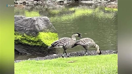 Protections in place for nesting nene at Liliuokalani Gardens