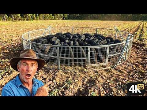 4 M Feral Pigs Eliminated | How AUS Confronts the Planet's Most Dangerous Invading Wild Boars?