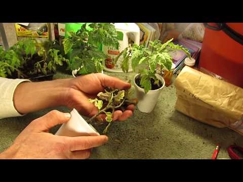 Damage from Over Fertilizing Tomato Seedlings and Transplants: Caution - The Rusted Garden 2014