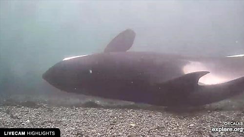 Orcas Rubbing Beach Cam