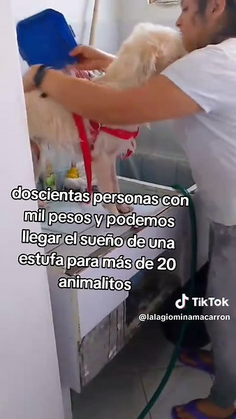 Lograremos un regalo de Navidad para los animalitos