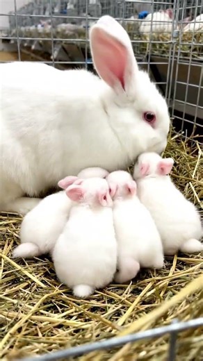 Breeding rabbits for meat production - Rabbits