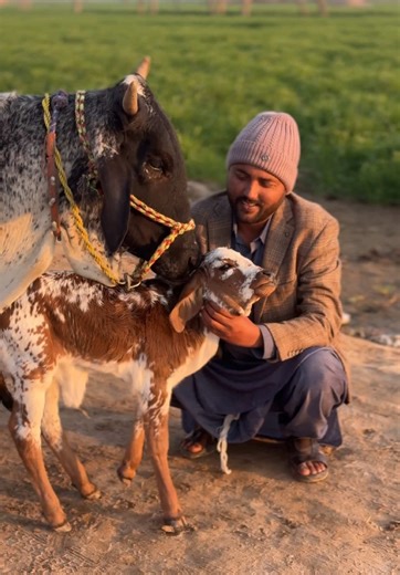 Talha Ghouri (@talhaghourivlog)’s videos with original sound - @ziapunjabi460