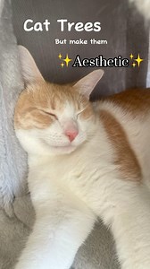 Watch Cute  Aesthetic Cat Trees  on Amazon Live