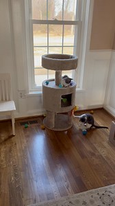 183 reactions · 80 comments | For all those asking about the kittens, here’s them in action 藍 They are very playful and energetic and growing rapidly ‍⬛ @highlight #followers #cats #playtime | Connie Leigh Smith | Facebook