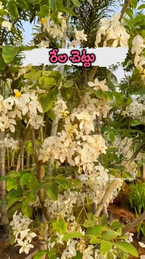 “White Cassia Fistula Plant 🌼 | Rare Flower Tree | Care, Growth & Garden Beauty”