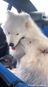 The one with Kobe and Kiara’s samoyed pool party | MetDaan Animals