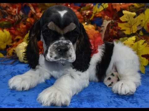 AKC American Cocker Spaniel Puppies for sale **www.maryscockerhaven.com** 719-306-8118