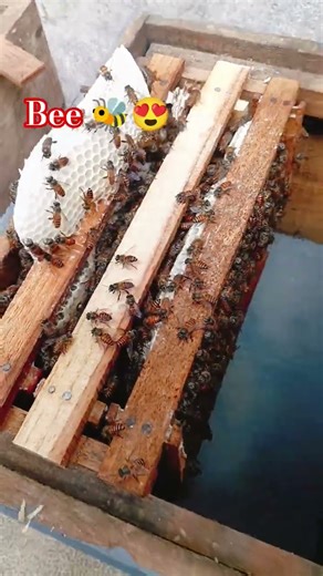 honey bee Boxes 😍❤️‍🩹