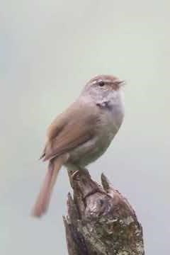Explosive Bush Warbler Song in the Wild 🎶